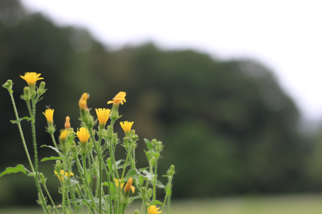 【香川】黄色いお花【門入ダム】