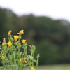 【香川】黄色いお花【門入ダム】