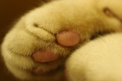 【猫カフェ】猫ちゃんのおてて【猫ちゃん】