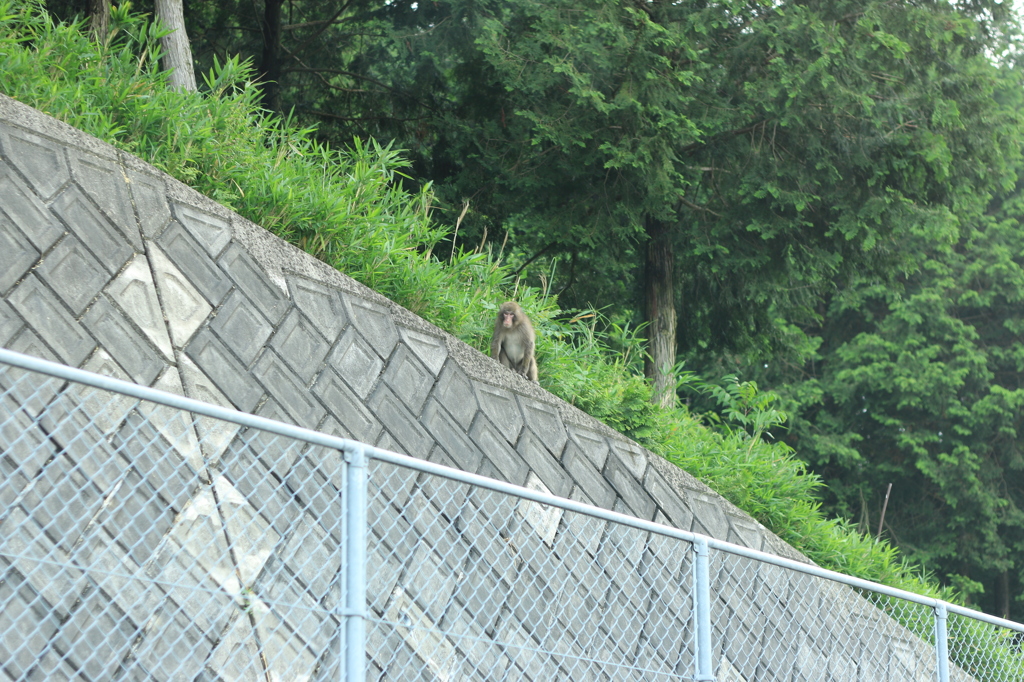 【香川】野生の猿【門入ダム】