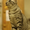 【高松】しましま猫【肉灸】
