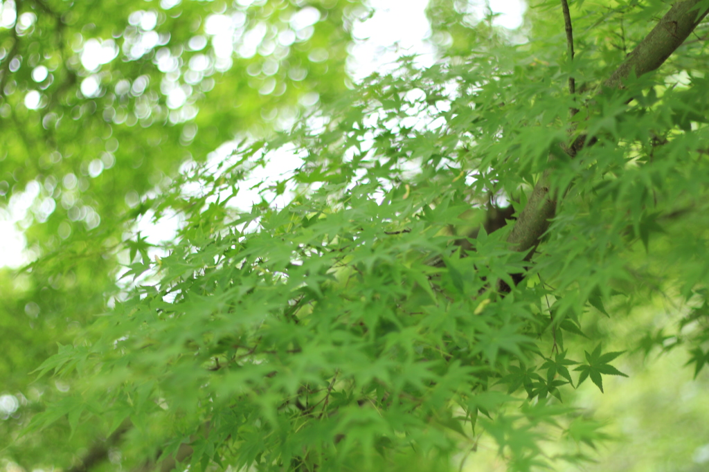 【香川】もみじの緑バージョン【門入ダム】