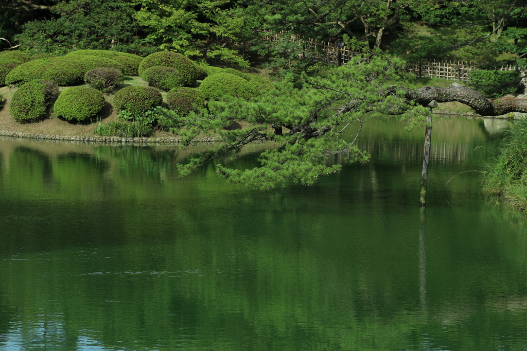 【栗林公園】池と松【マクロレンズ】