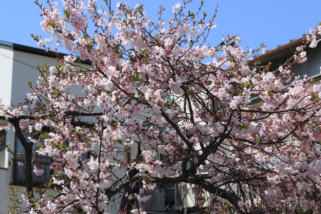 近所の桜