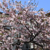 近所の桜