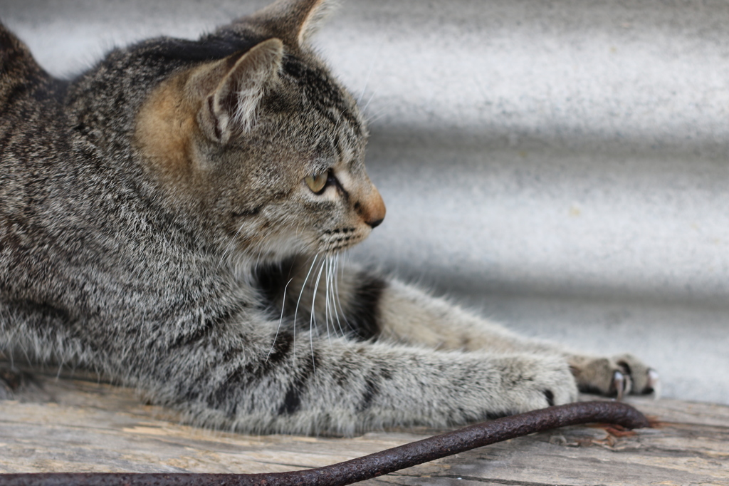 ガリガリする猫