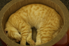 【猫カフェ】寝てる猫ちゃん器入【猫ちゃん】