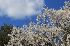 桜と青空