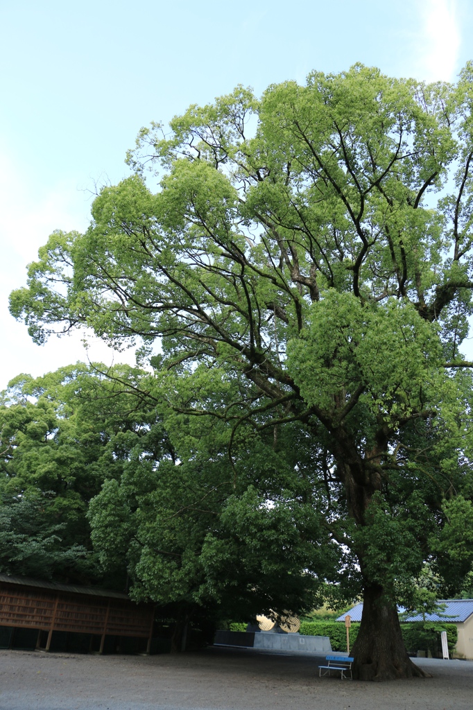 【こんぴらさん】でかい木【香川】