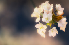 桜　円山公園