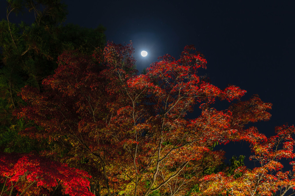 八坂神社　月