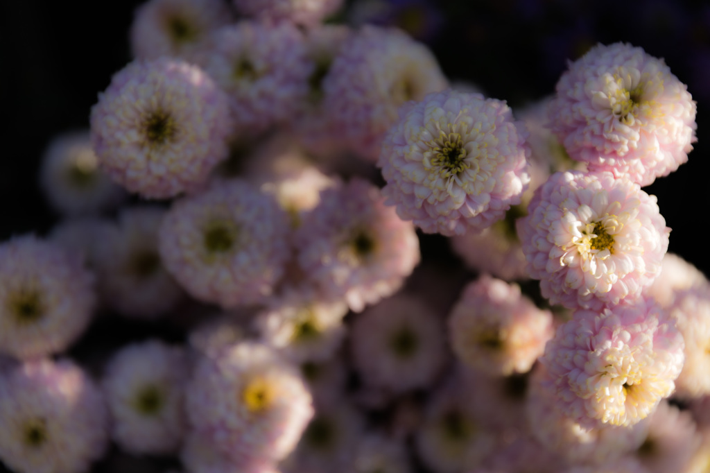 珍しく花でも