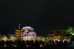 東寺　五重塔と不二桜