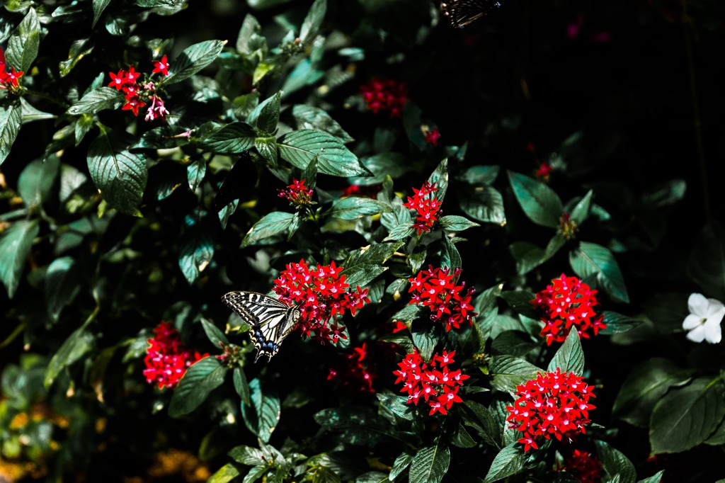 Butterfly②