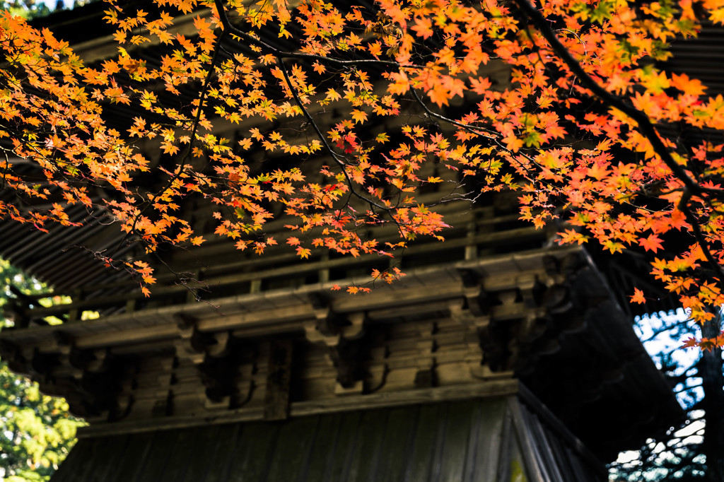 高野山　金剛峯寺③