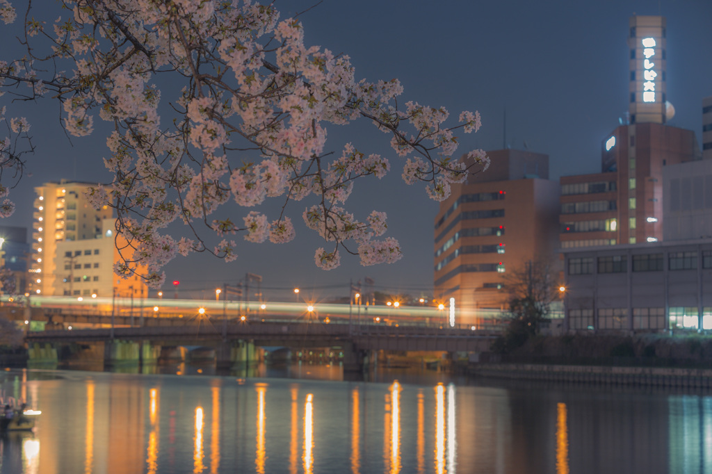 南天満公園　夜桜