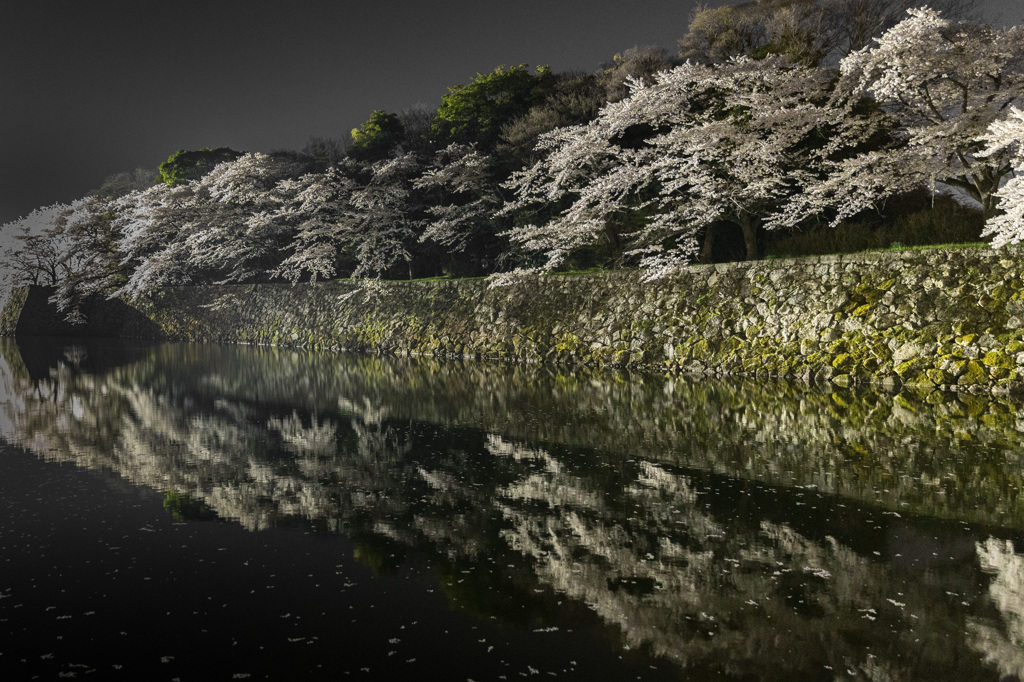 彦根城　夜桜　ライトアップ6