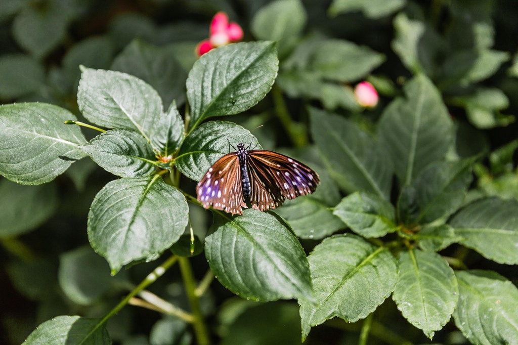 Butterfly④