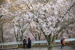 吉野山と桜④