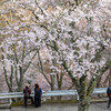 吉野山と桜④