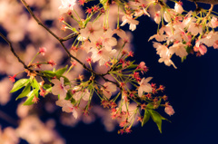 南天満公園　夜桜