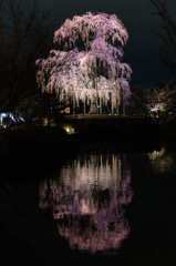 東寺　瓢箪池に浮かぶ不二桜