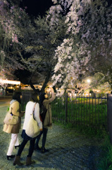 平野神社でお花見