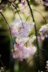 桜　平野神社にて