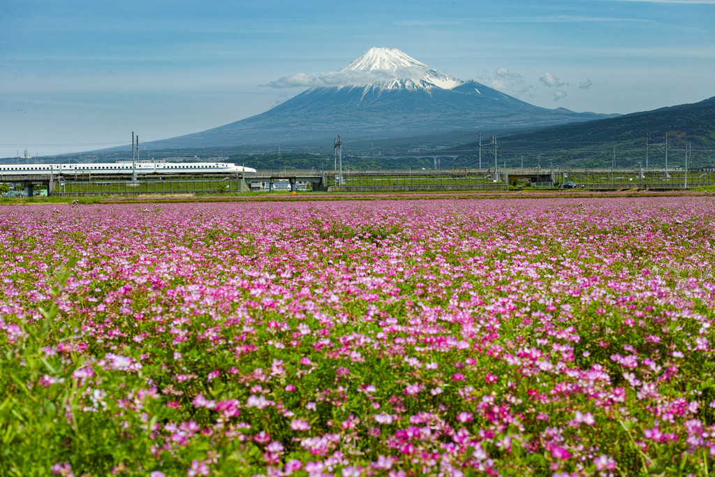 富士山れんげまつり（の後）