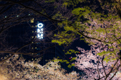 南天満公園　夜桜