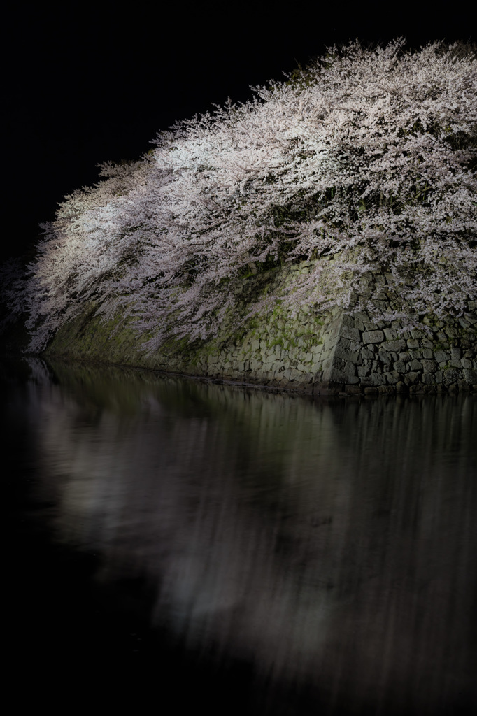 彦根城　夜桜　ライトアップ3