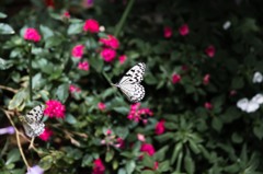 Butterfly③