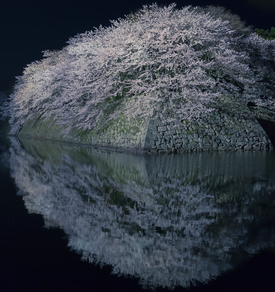 彦根城　夜桜　ライトアップ1