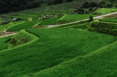 長谷の棚田（初夏）②