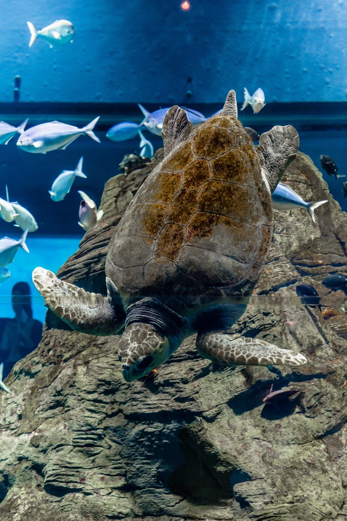 ウミガメ