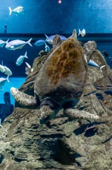ウミガメ