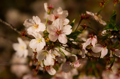 南天満公園　夜桜