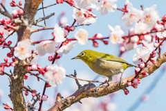 大阪城のウメジロー2019③