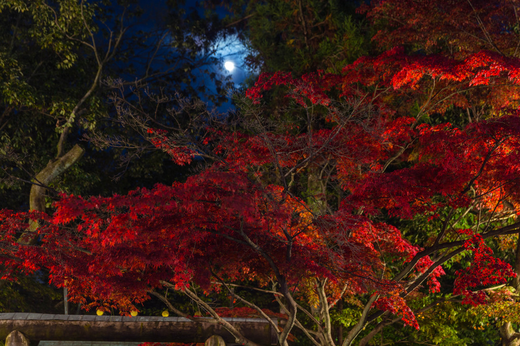 紅葉と月