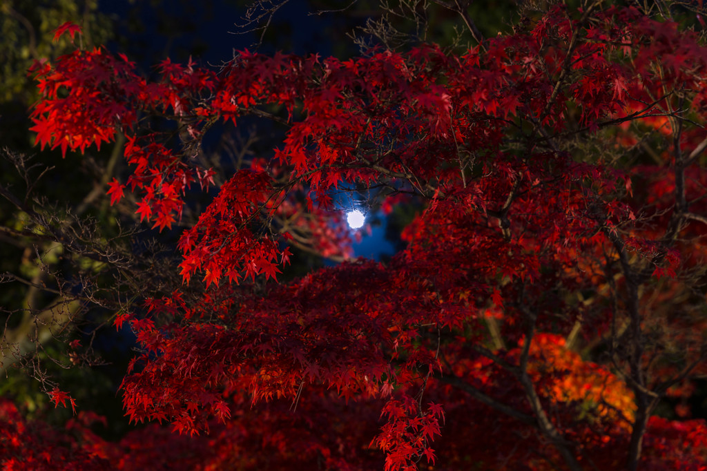 紅葉と月