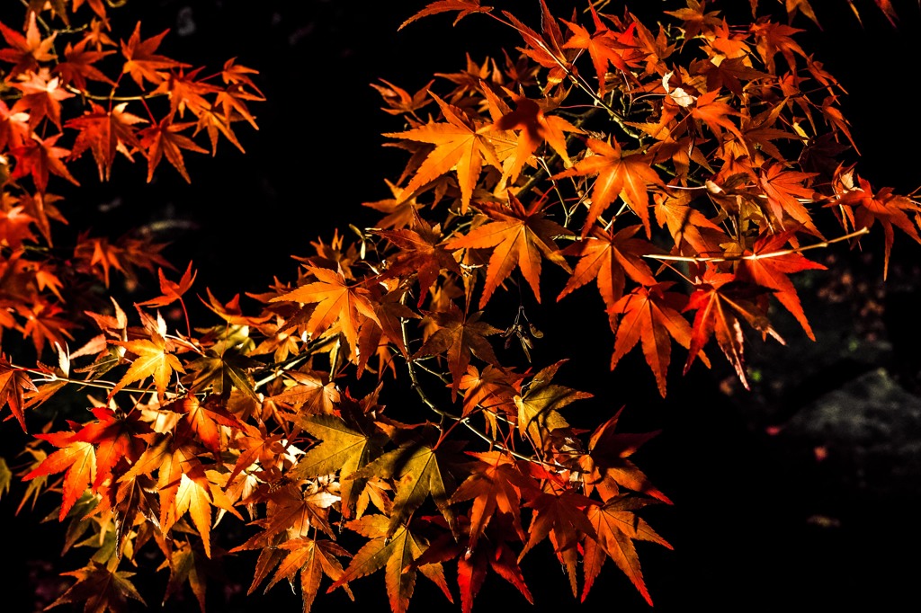 永観堂(Eikando,Kyoto)2014③