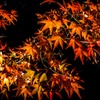 永観堂(Eikando,Kyoto)2014③