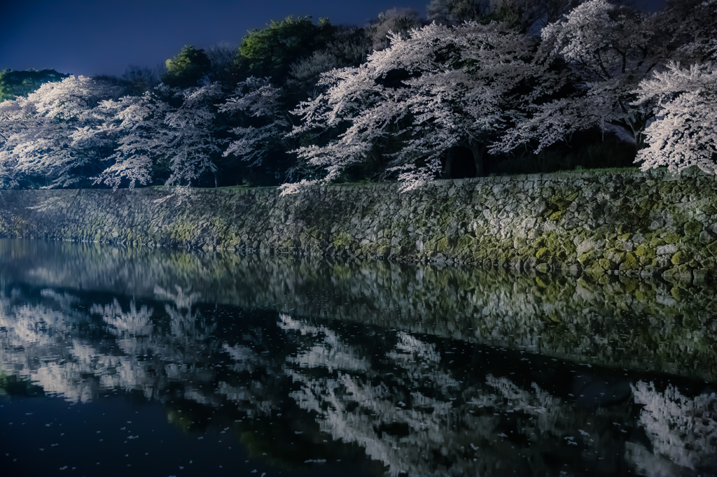彦根城　夜桜　ライトアップ7