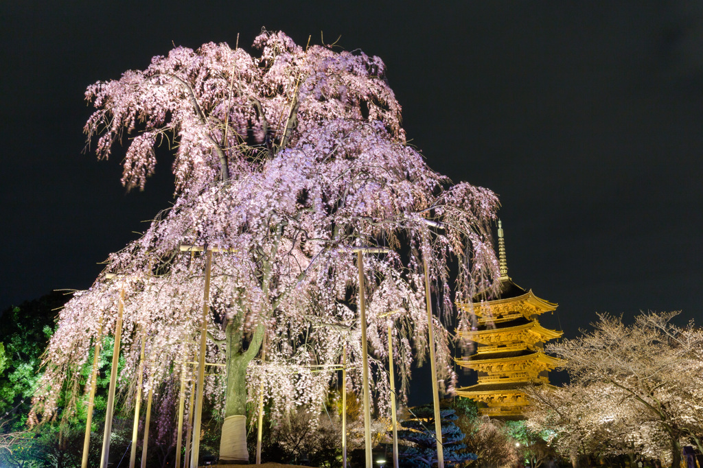 東寺　五重塔と不二桜
