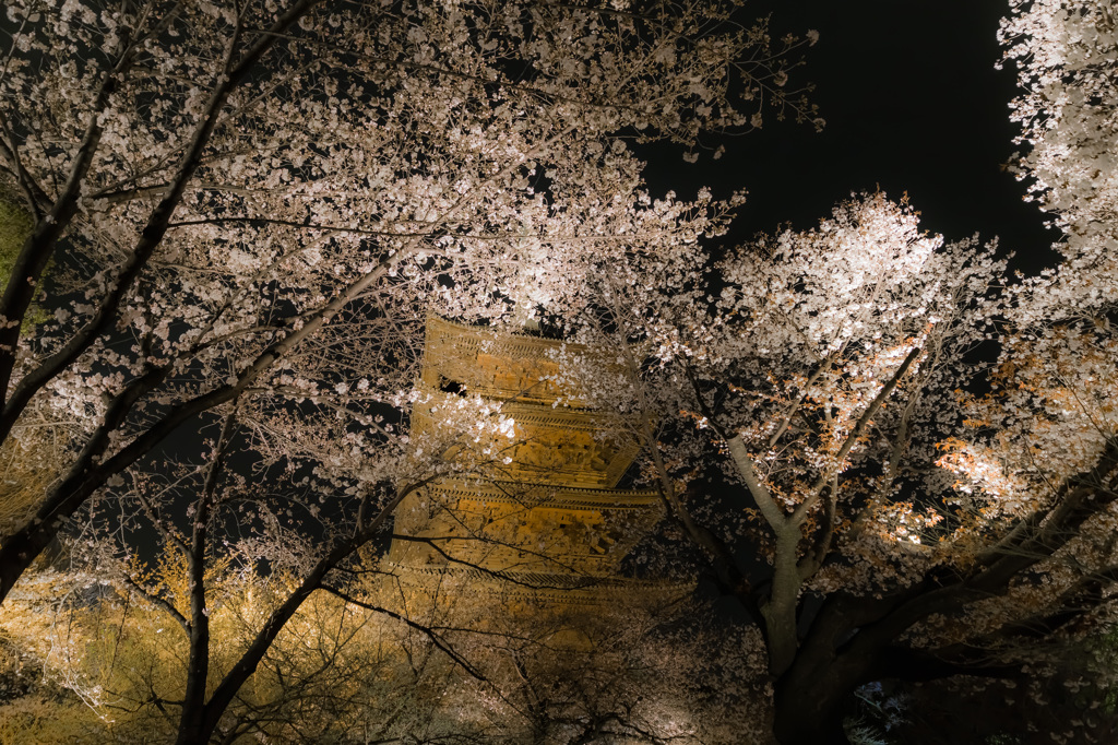 東寺　五重塔と夜桜