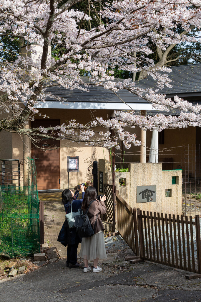 吉野山と桜⑤