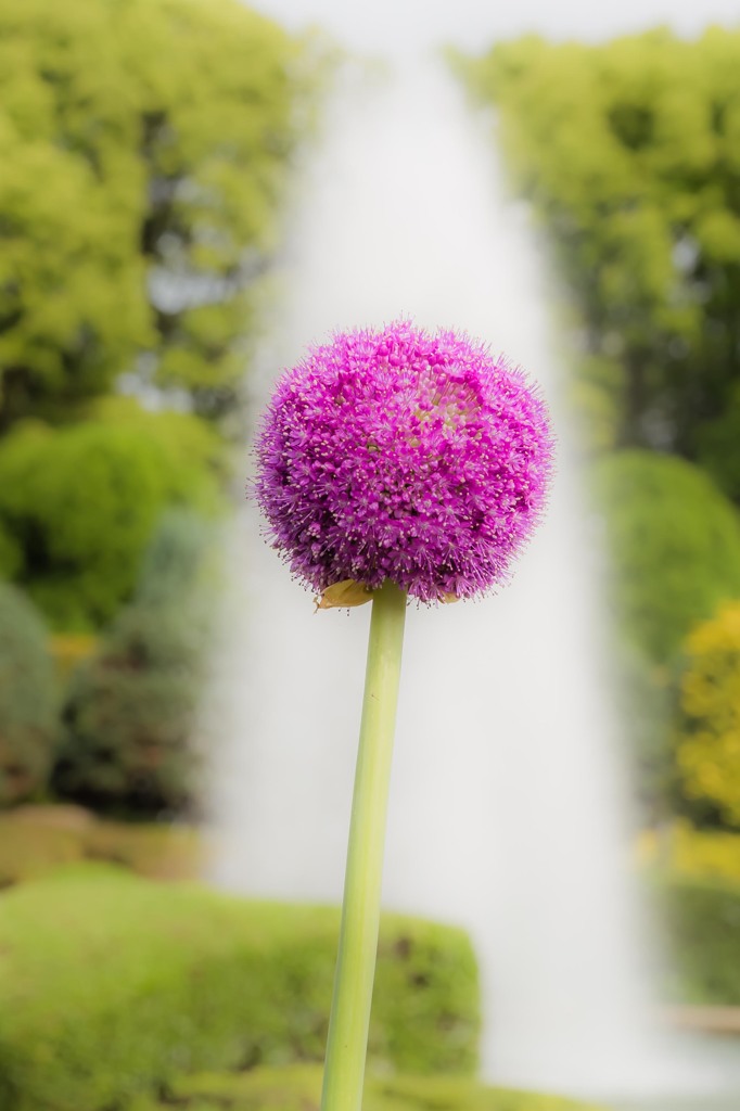 Allium giganteum