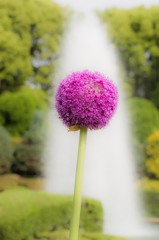 Allium giganteum