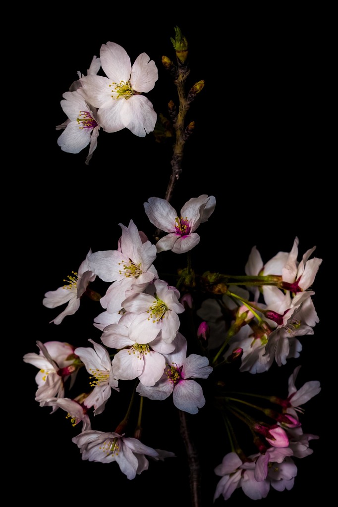 SAKURA