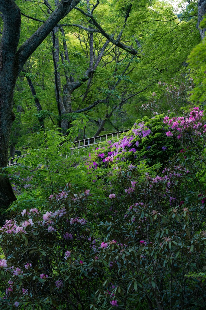 新緑の長谷寺